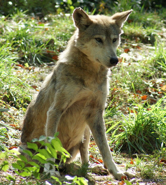 Canis lupus baileyi, courtesy of Raze